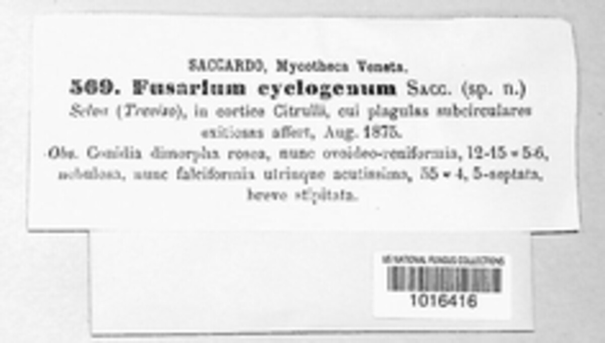 Fusarium cyclogenum image